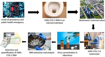 COVID-19 surveillance in wastewater: An epidemiological tool for the monitoring of SARS-CoV-2